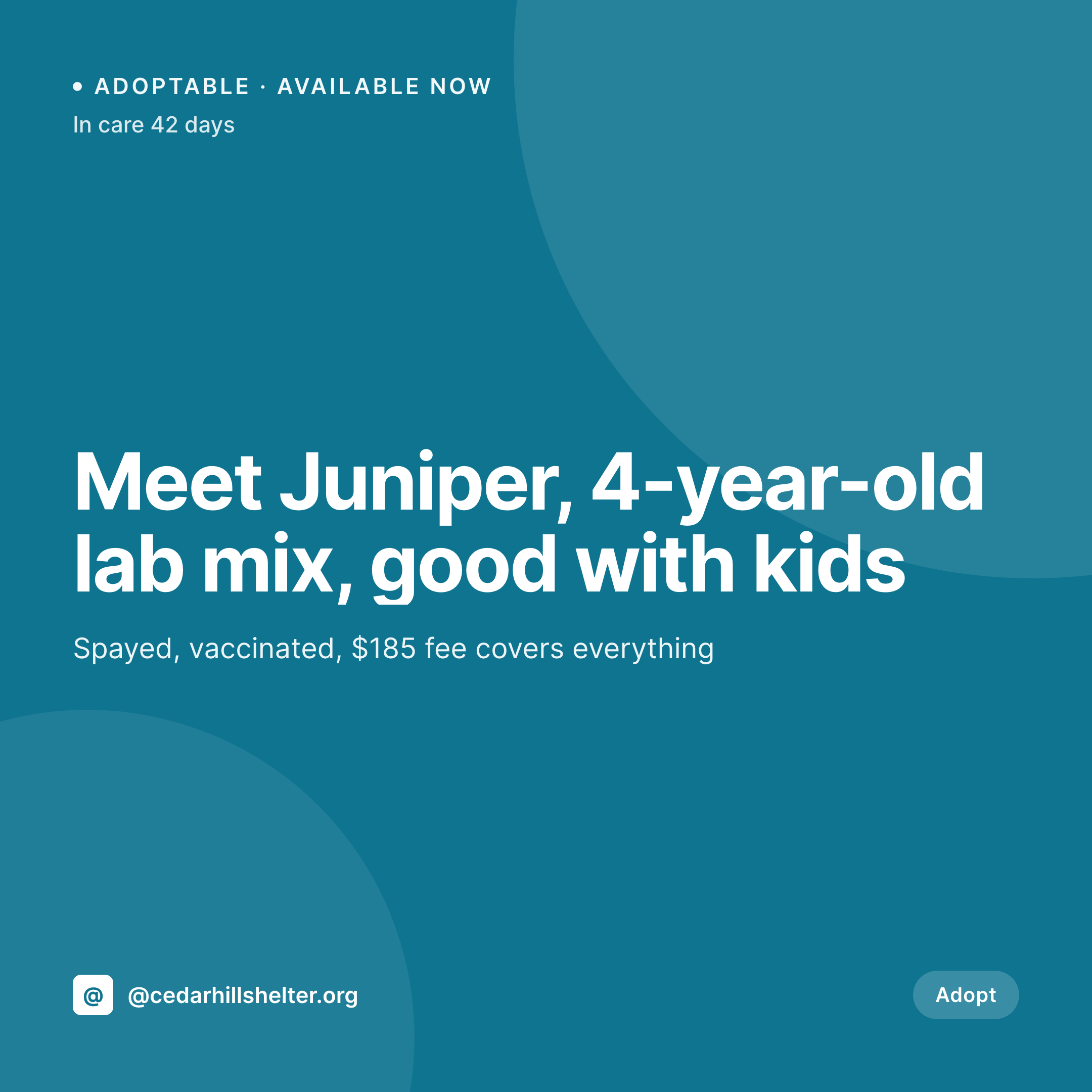 SleekPixel example output for animal shelter